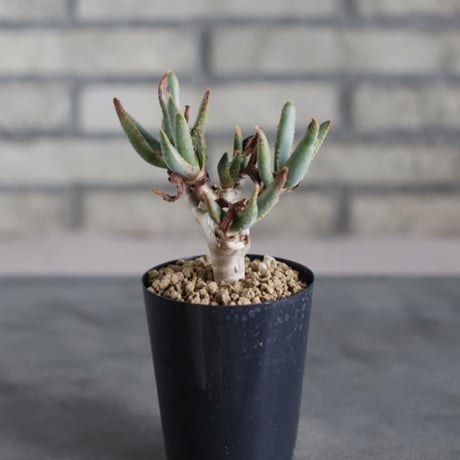 Aloidendron ramosissima (3号鉢)  no.719/155