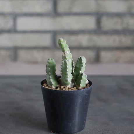 Euphorbia makallensis (3号)  no.719/158