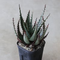 【tres】Aloe broomii var. broomii (3.5号)  no.816/2