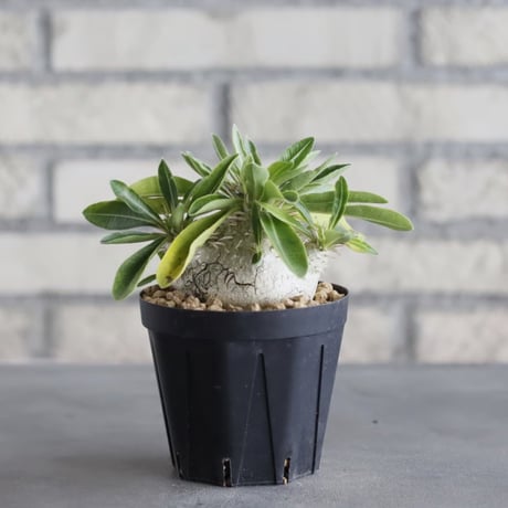 Pachypodium enigmaticum (3号鉢)  no.705/131