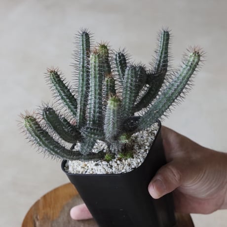 【tres】Euphorbia baioensis (3号)  no.816/35