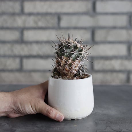 Copiapoa Carizalensis × N/OH (3号)  no.712/10