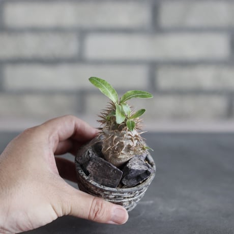 Pachypodium makayense × takero pot (2号)   no.712/29