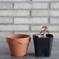 Boswellia nana (2.5号) ＋YAMABACHI  no.830/35
