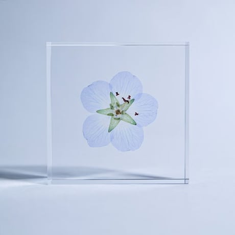 Sola tile ネモフィラ