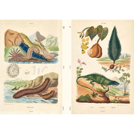 ゲランのフランス博物画集 ／ 大福書林