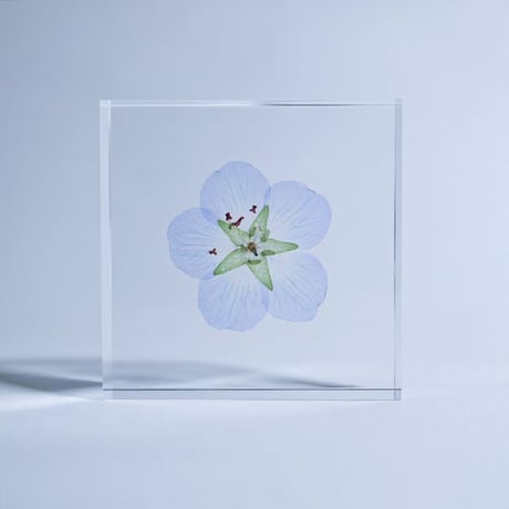Sola tile ネモフィラ