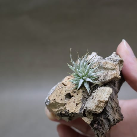 CATEGORY 品種名：I/J/K/L | air-plants TENGU-DO