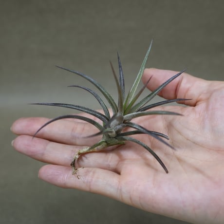 CATEGORY エアープランツ（ティランジア） | air-plants TENGU-DO