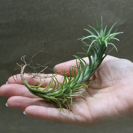 CATEGORY エアープランツ（ティランジア） | air-plants TENGU-DO