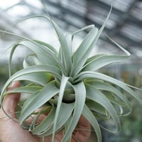キセログラフィカ × イオナンタバンハイニンギー 06号 | air-plants