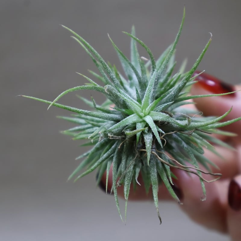 イオナンタ プレアデス 72号 | air-plants TENGU-DO
