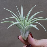 ベストインクラス （ キセログラフィカ × ロシー ）10号 | air-plants