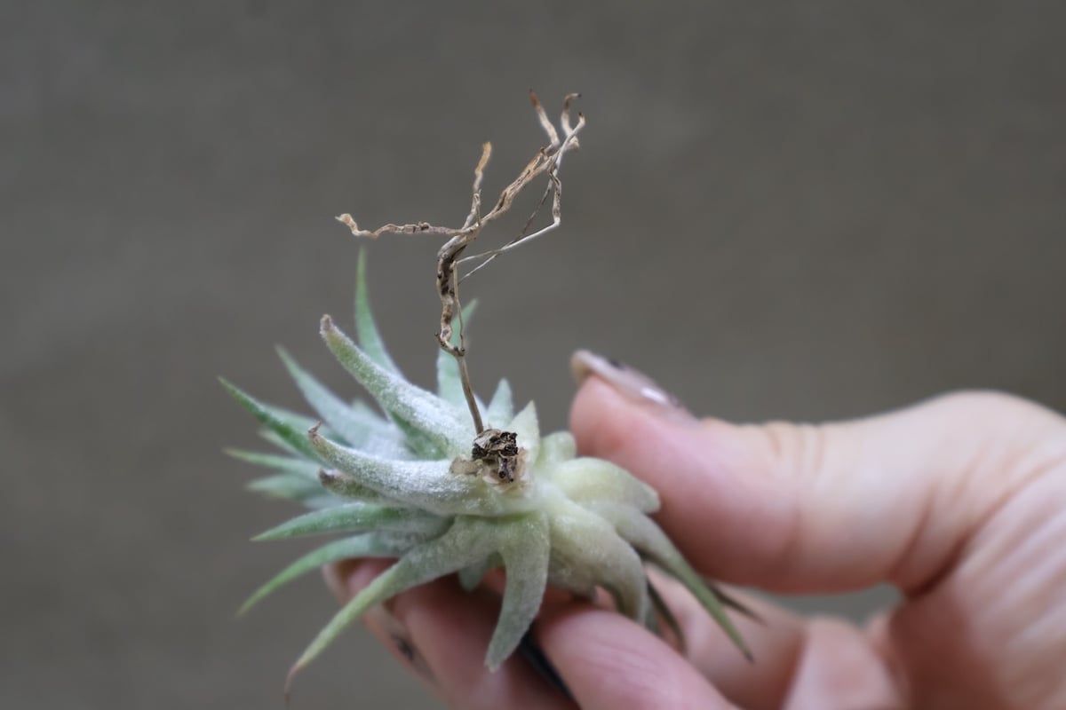 イオナンタピーチ 144号 | air-plants TENGU-DO