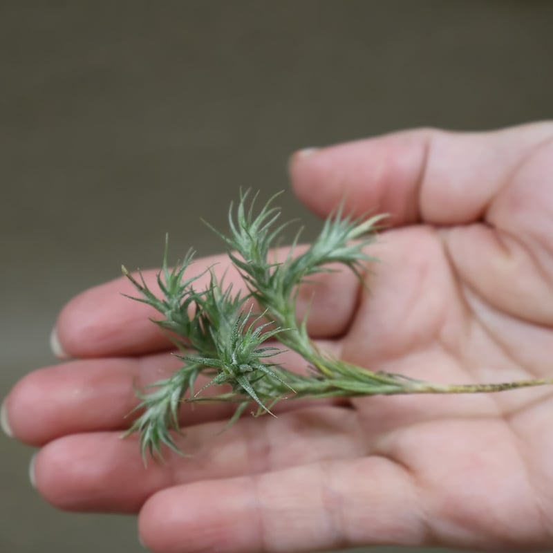 トリコレピス 25号 | air-plants TENGU-DO