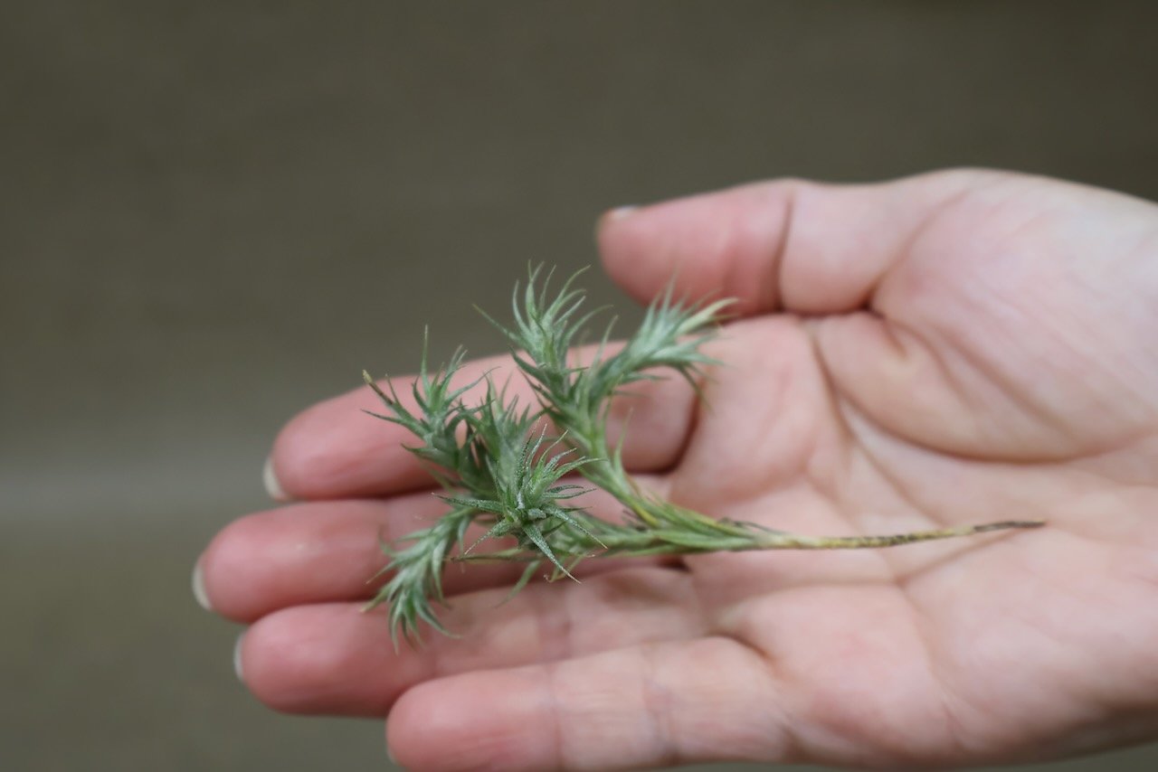 トリコレピス 25号 | air-plants TENGU-DO
