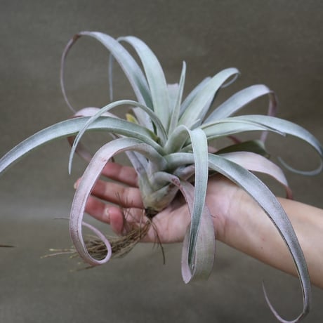 CATEGORY エアープランツ（ティランジア） | air-plants TENGU-DO