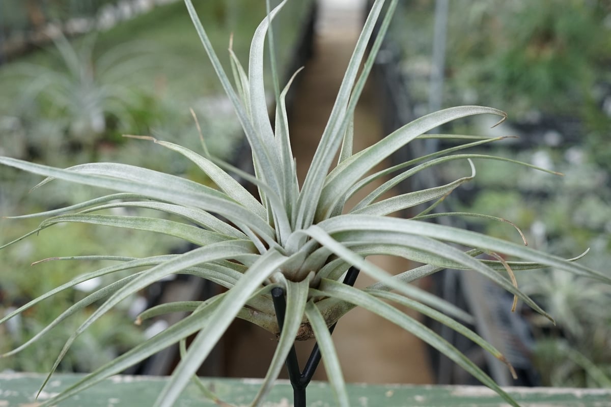 スタッフ特選】ミマ チリテンシス | air-plants TENGU-DO