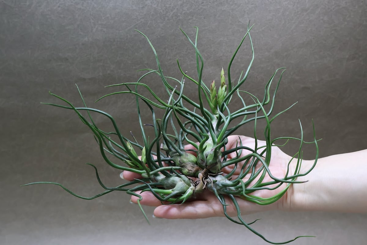 ブルボーサ クランプ 30号 | air-plants TENGU-DO