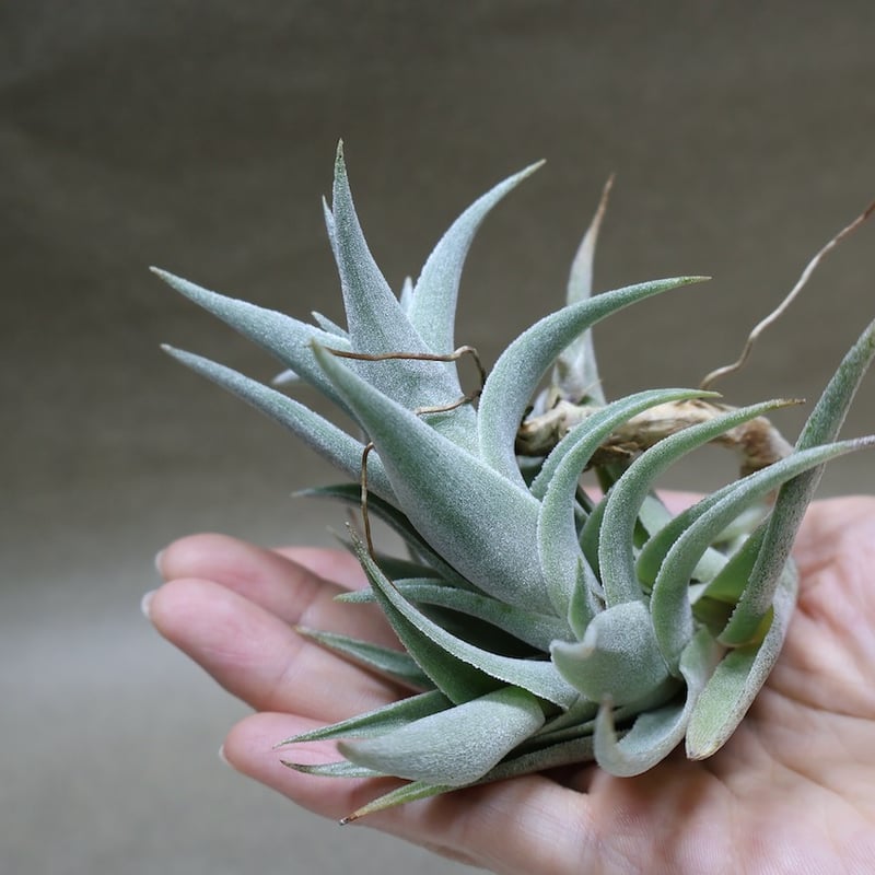 エディシアエ 72号 | air-plants TENGU-DO