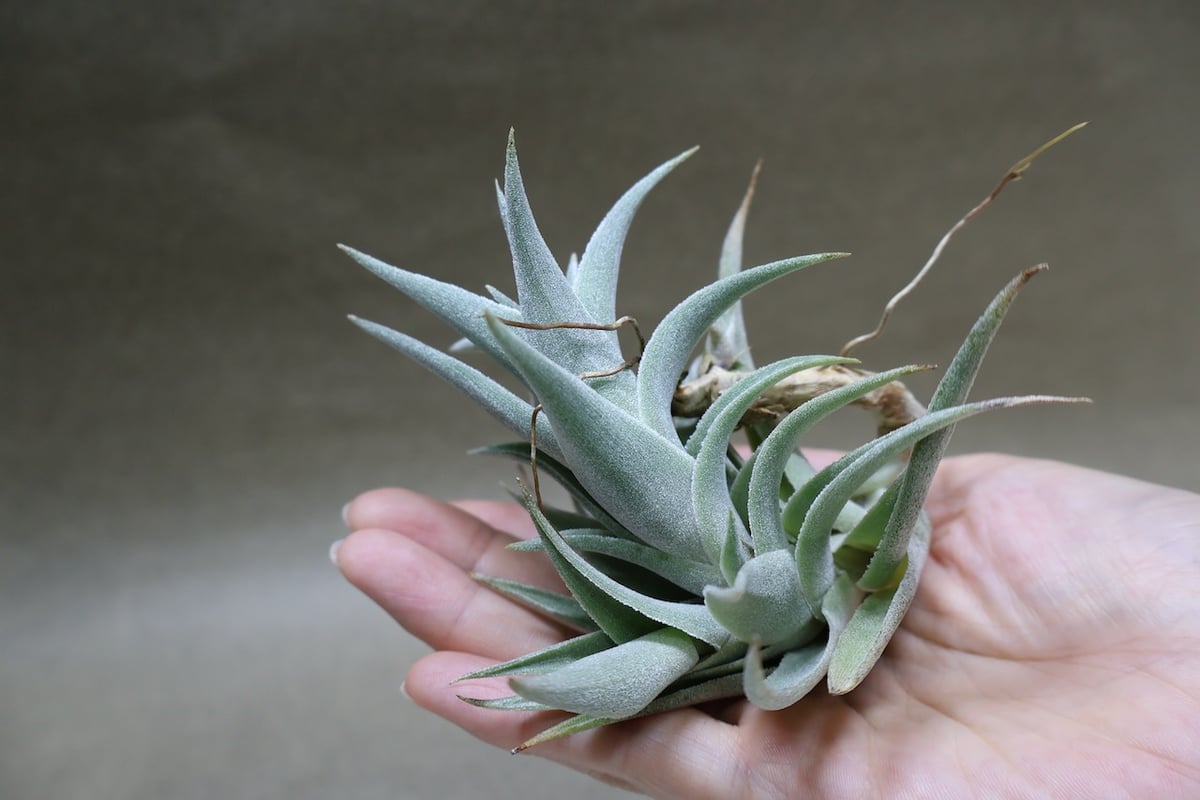 エディシアエ 72号 | air-plants TENGU-DO