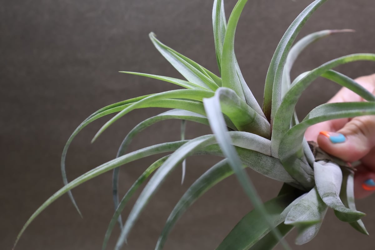 フレクスオーサ ヴィヴィパラ 27号 | air-plants TENGU-DO
