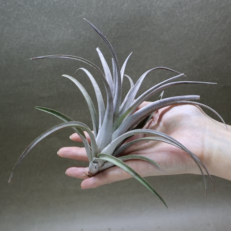 CATEGORY 品種名：U/V/W/X/Y/Z | air-plants TENGU-DO