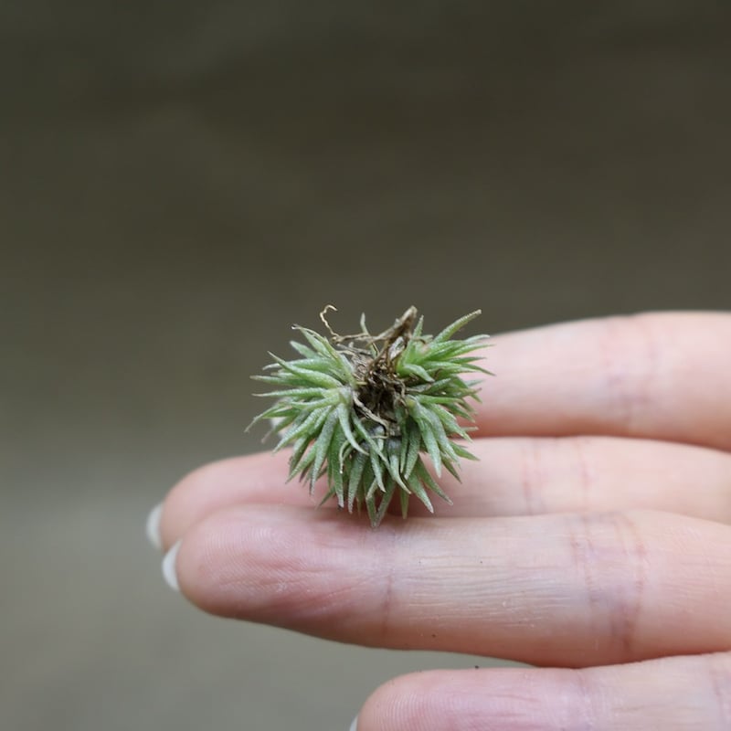 アエラントス テディベア 85号 | air-plants TENGU-DO