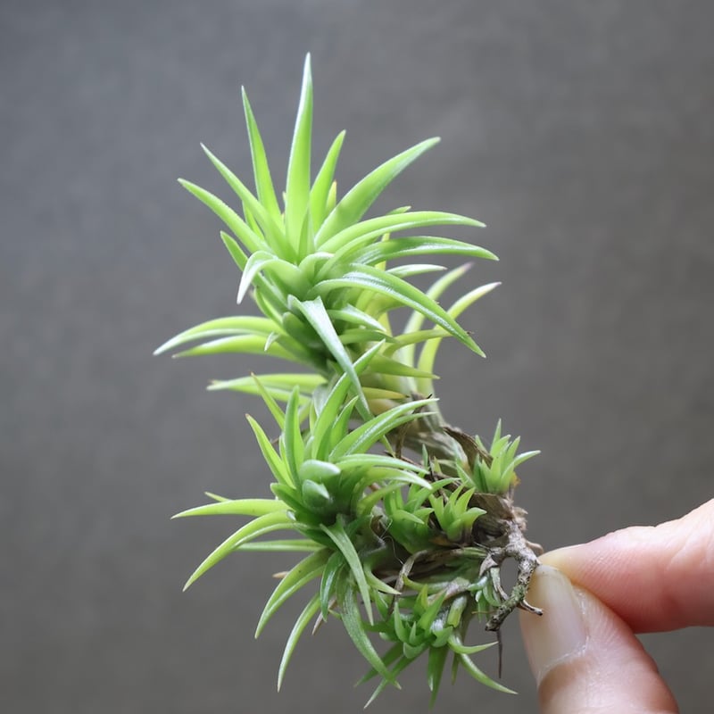 ネグレクタ 24号 | air-plants TENGU-DO