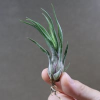 スタッフ特選】カーリースリム ヴィヴィパラ株より収穫 | air-plants