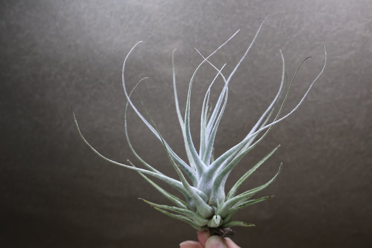 エーレルシアナ 51号 | air-plants TENGU-DO