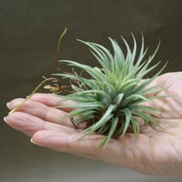 キセログラフィカ × ストレプトフィラ 01号 | air-plants TENGU-DO