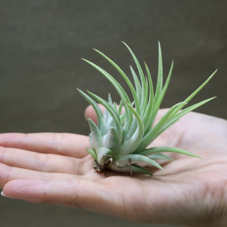 イオナンタ ヘッジホッグ T.I. 05号 | air-plants TENGU-DO