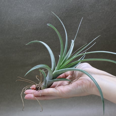 air-plants TENGU-DO
