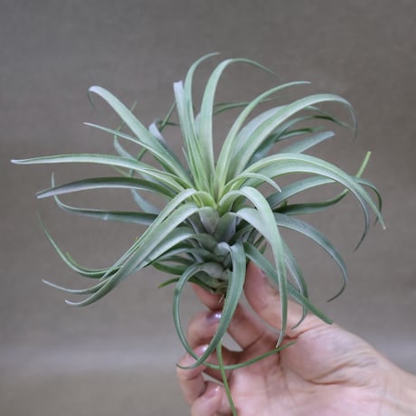 CATEGORY エアープランツ（ティランジア） | air-plants TENGU-DO