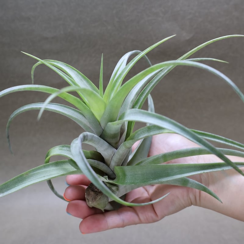 フレクスオーサ ヴィヴィパラ 27号 | air-plants TENGU-DO