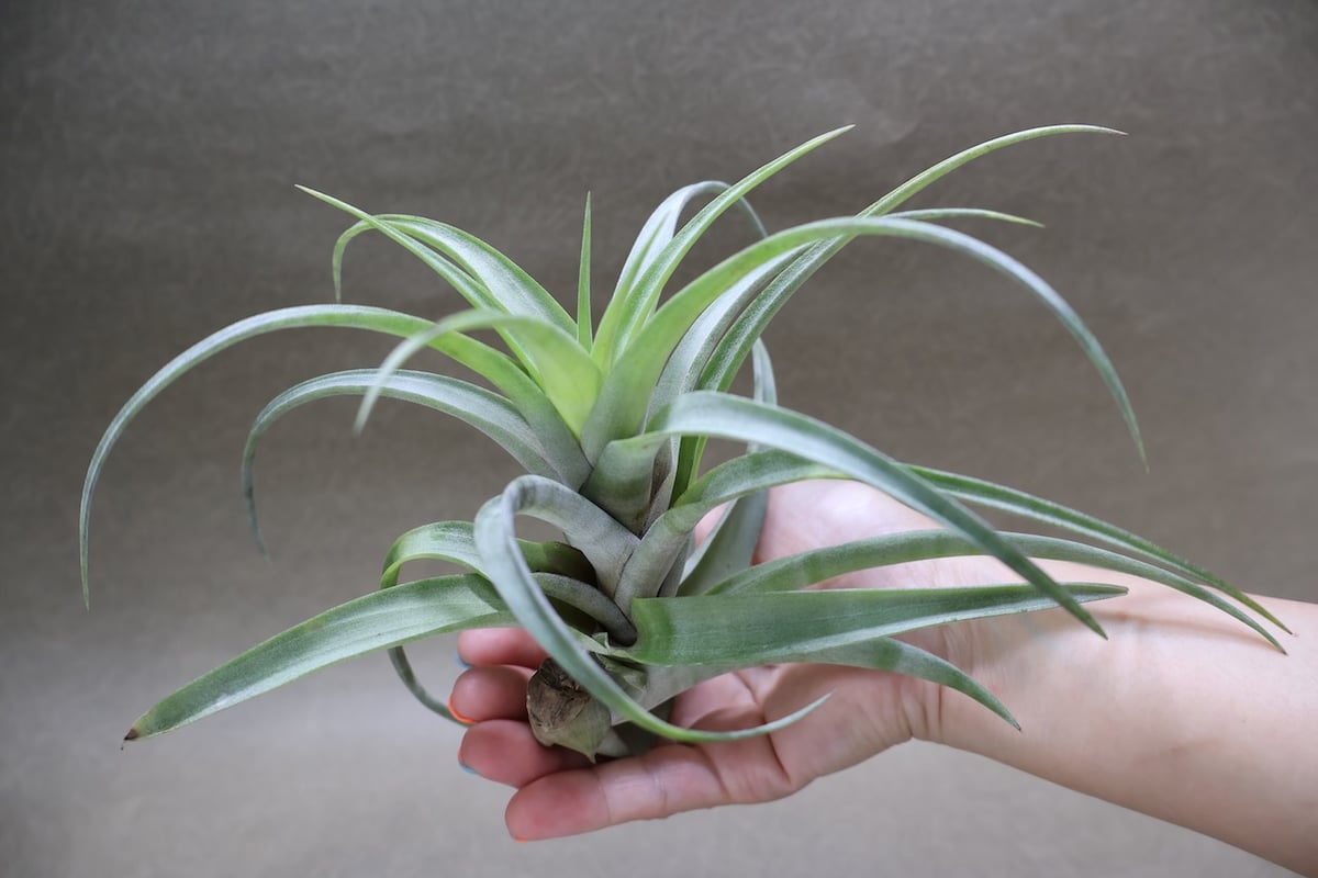 フレクスオーサ ヴィヴィパラ 27号 | air-plants TENGU-DO