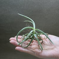 カシノキラン 65号 | air-plants TENGU-DO