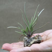 パドレ（ローランドゴッセリニーxチアペンシス）03号 | air-plants