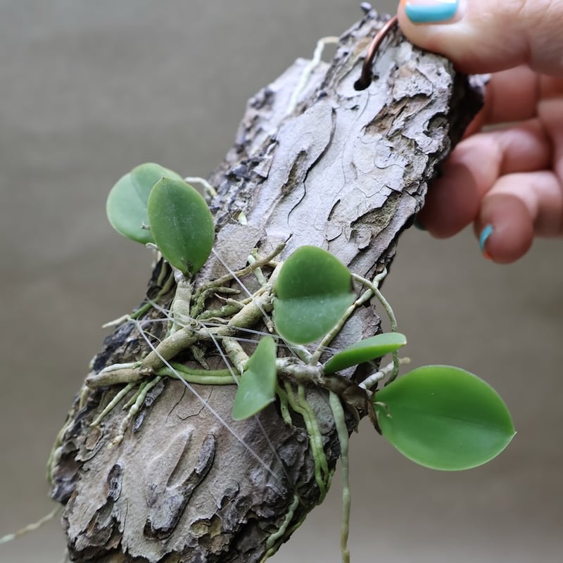 メイラキリウム トリナスタム 05号 | air-plants TENGU-DO