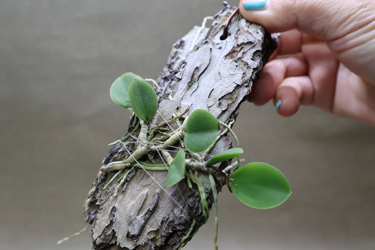 メイラキリウム トリナスタム 05号 | air-plants TENGU-DO