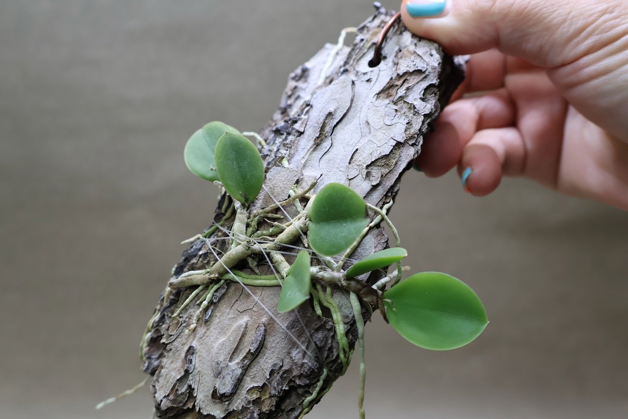 メイラキリウム トリナスタム 05号 | air-plants TENGU-DO