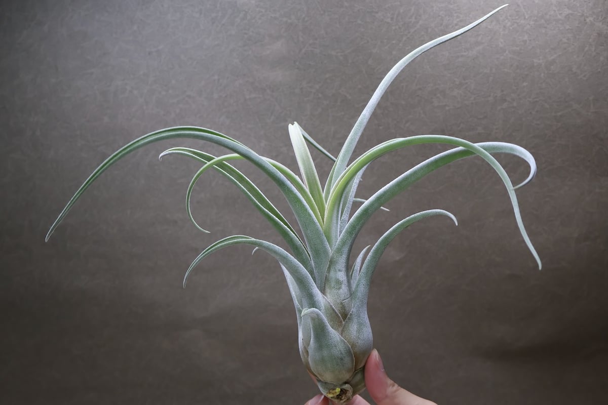 Tillandsia caput-medusae x T.chiapensis 12568チランジア・カプト