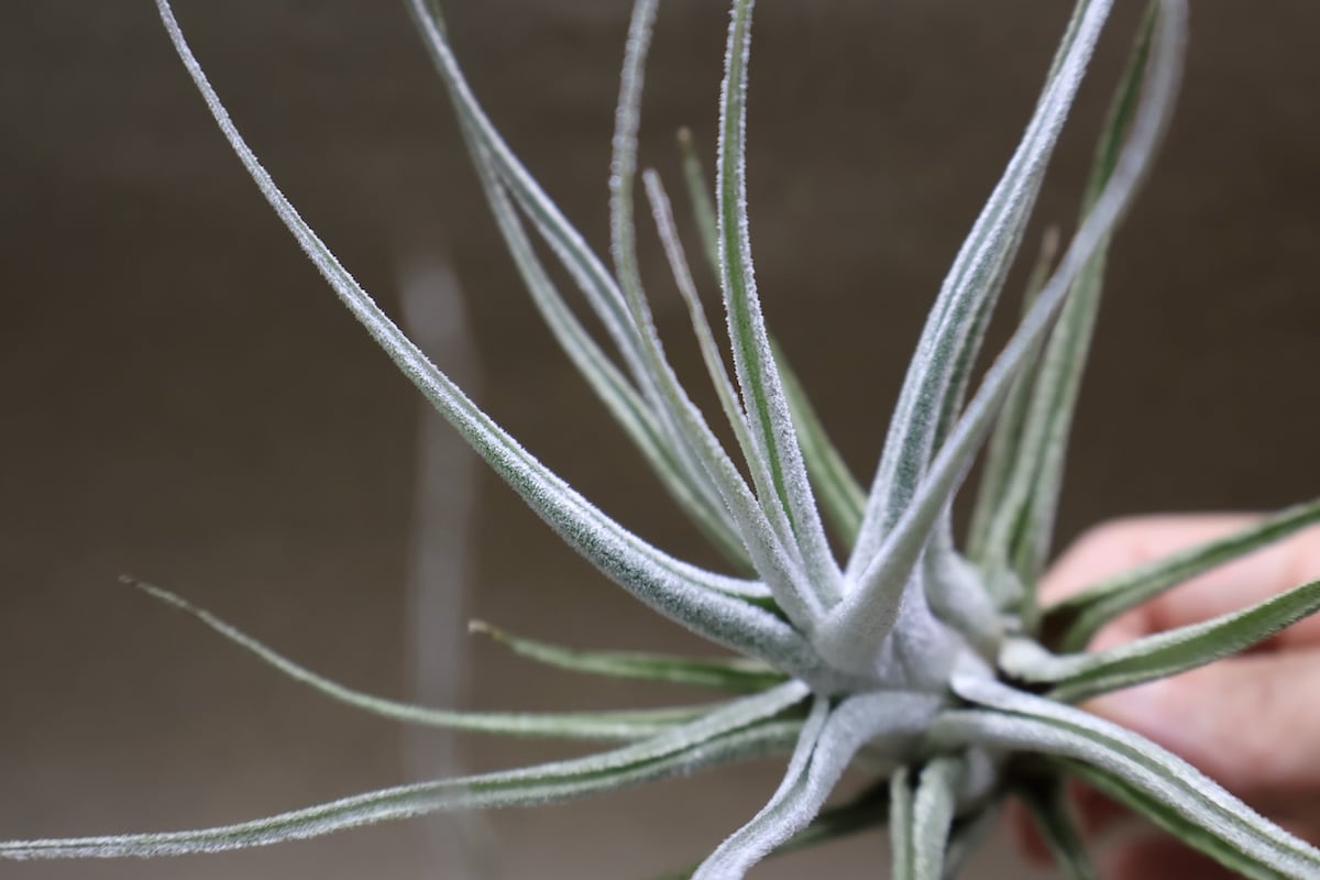 エーレルシアナ 51号 | air-plants TENGU-DO