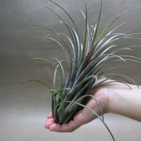 イオナンタ ヘッジホッグ T.I. 04号 | air-plants TENGU-DO