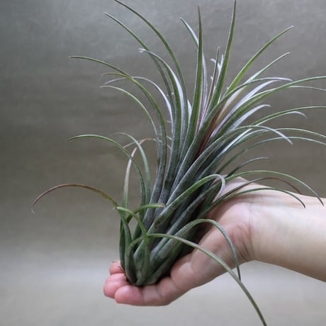 CATEGORY 品種名：A/B/C/D | air-plants TENGU-DO