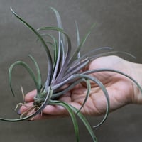 シャッツリー レッド 14号