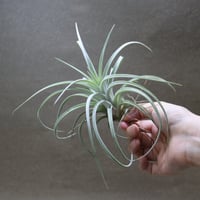 エクセルタ × イオナンタバンハイニンギー 04号