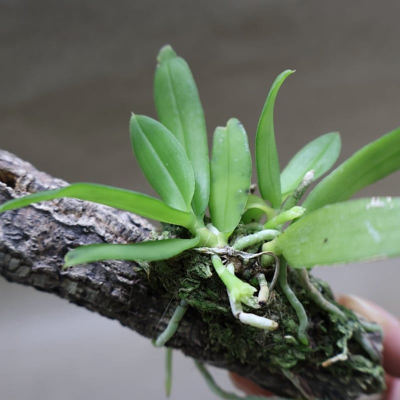 カシノキラン 65号 | air-plants TENGU-DO