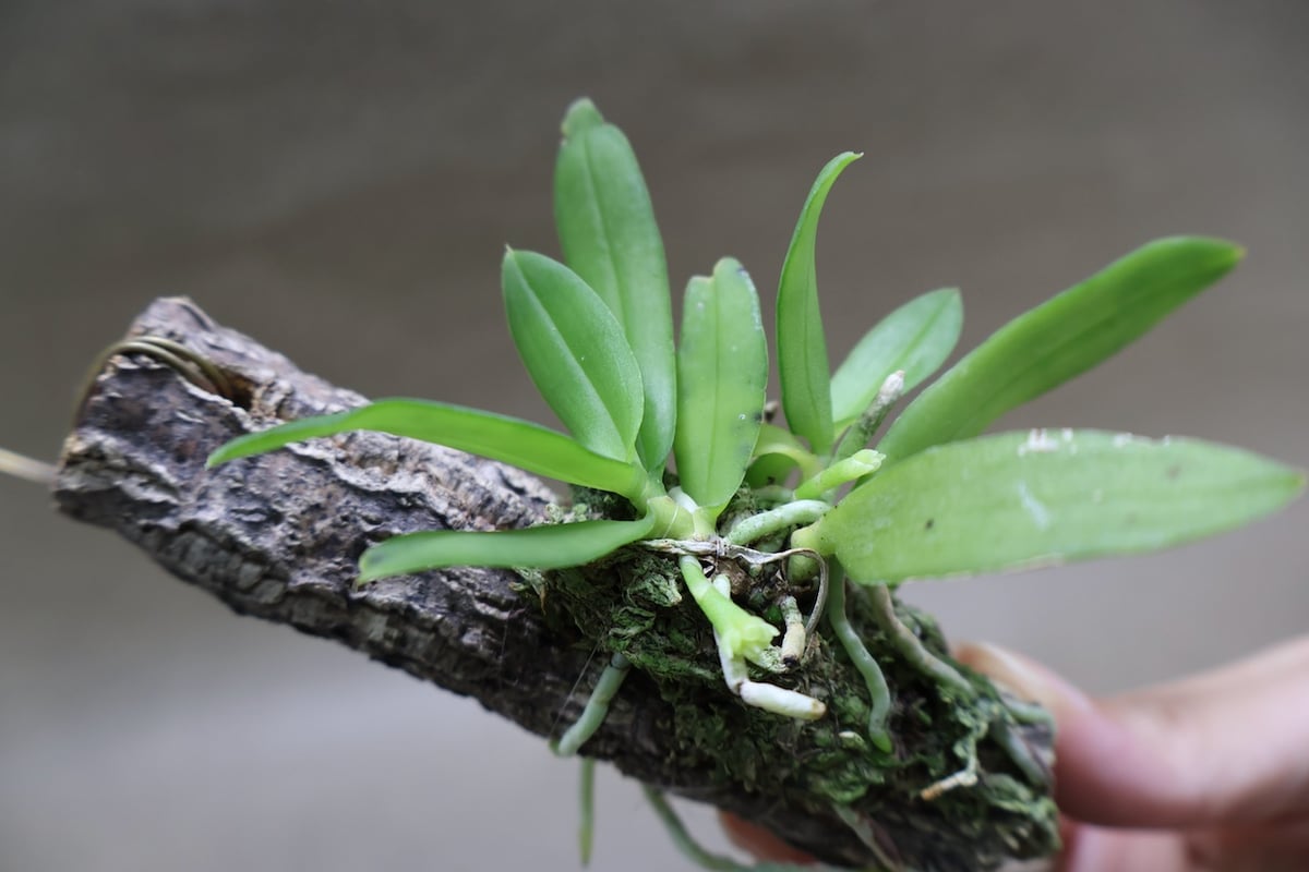 カシノキラン 65号 | air-plants TENGU-DO